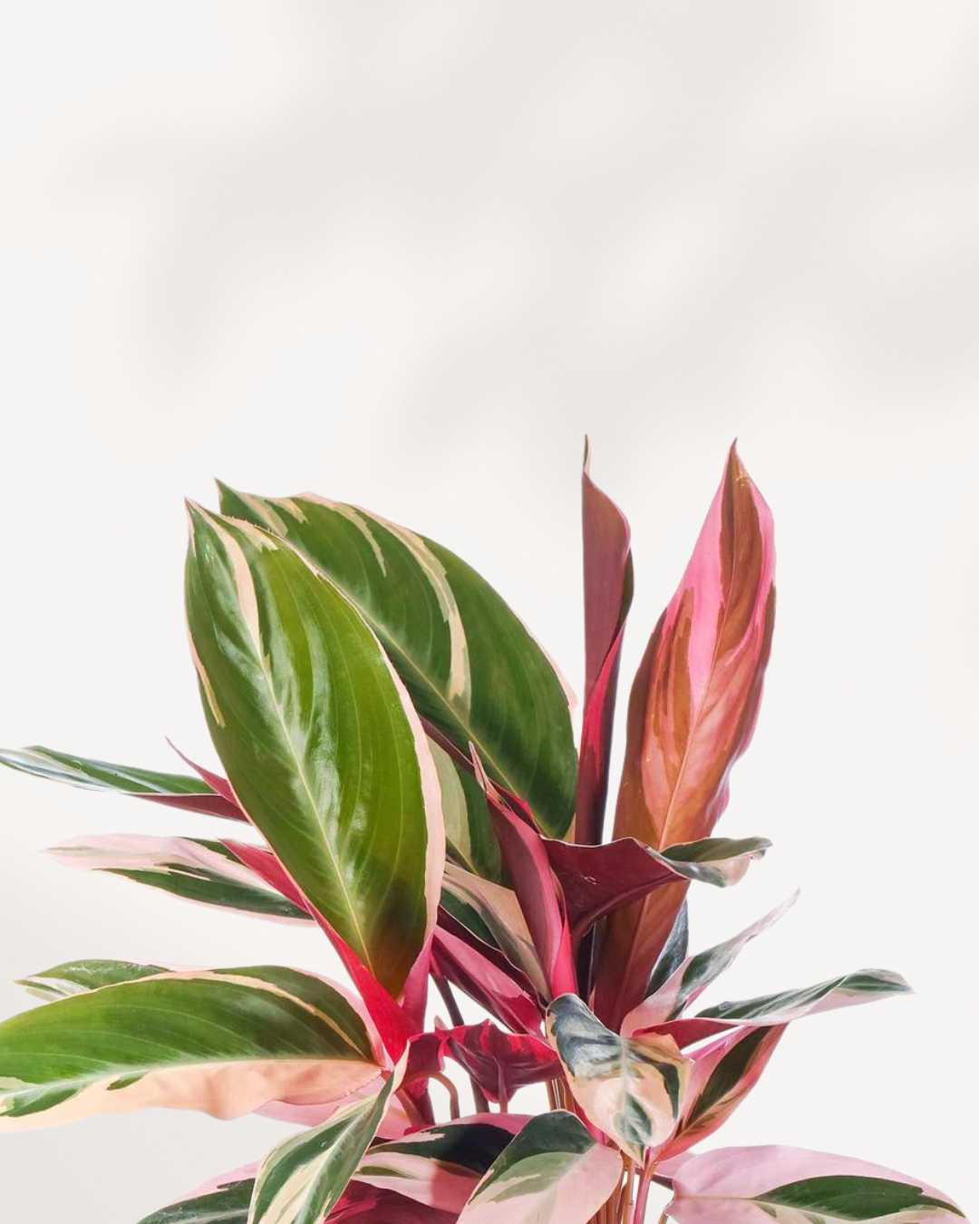 Stromanthe Triostar