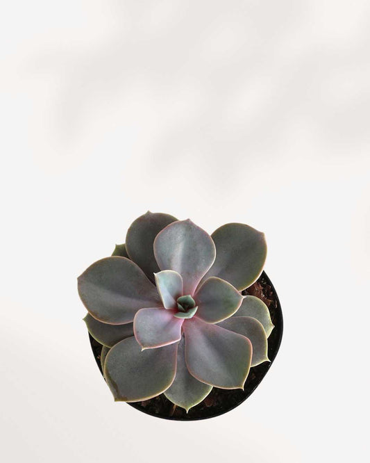 Popular Succulent Surprise Box One