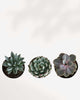 Popular Succulent Surprise Box Three