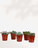 Popular Succulent Surprise Box