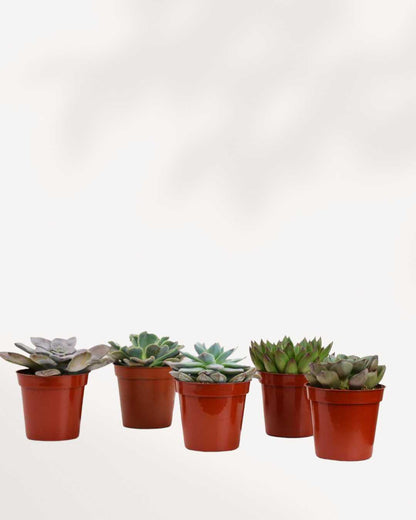 Popular Succulent Surprise Box