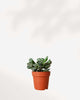 Succulent, Adromischus 3.5" Pot - Single Assorted