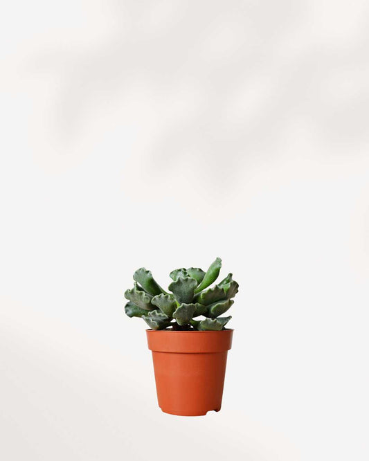 Succulent, Adromischus 3.5" Pot - Single Assorted
