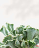 Succulent, Adromischus