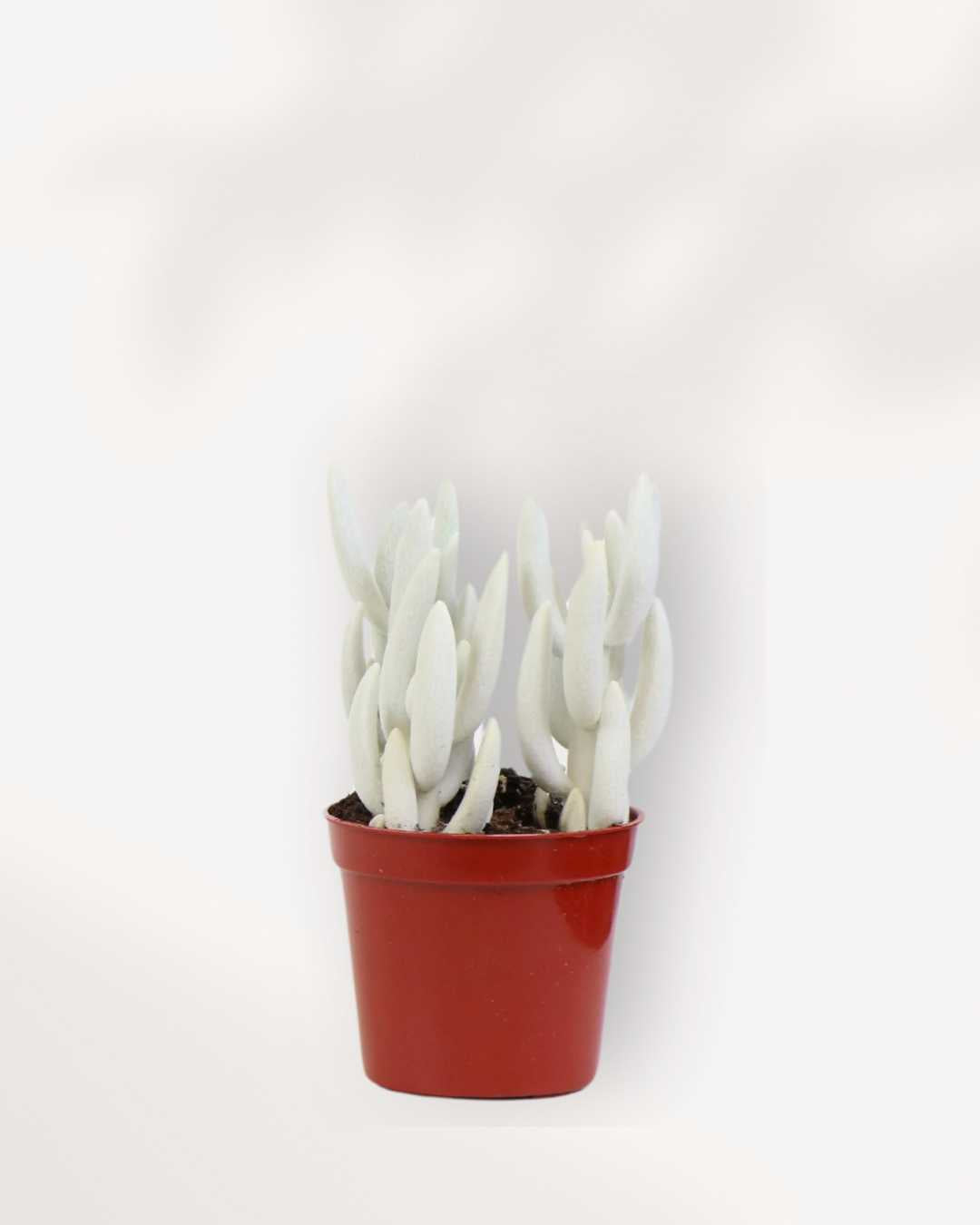Succulent, Ghost Plant 3.5" Pot - Small