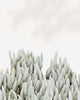 Succulent, Ghost Plant