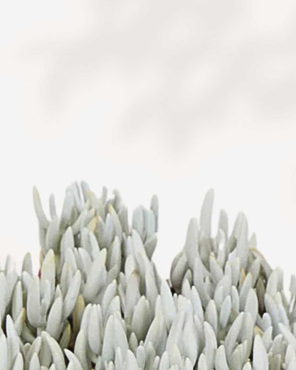 Succulent, Ghost Plant