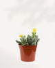 Tiger Jaws Succulent Plant with striking spiky leaves – low-maintenance indoor plant, unique and easy to grow, buy online for fast delivery.