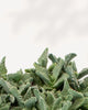 Tiger Jaws Succulent Plant with striking spiky leaves – low-maintenance indoor plant, unique and easy to grow, buy online for fast delivery.