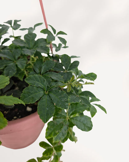 Close up of Sugar Vine in 6 inch hanging basket showing lush cascading vines and vibrant leaves, indoor plant delivered across GTA