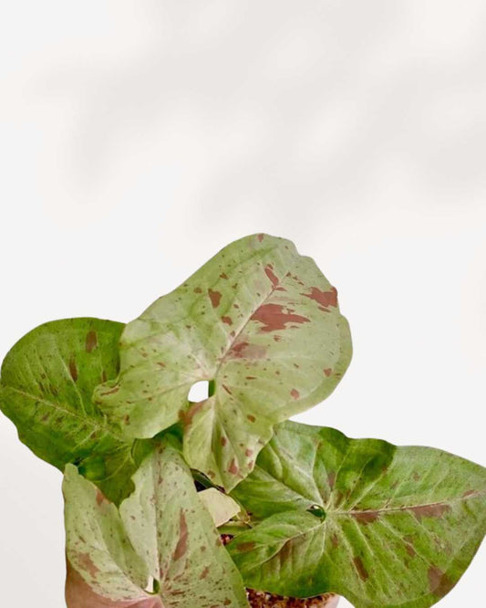 Syngonium Confetti Tricolor 4" Pot - Small