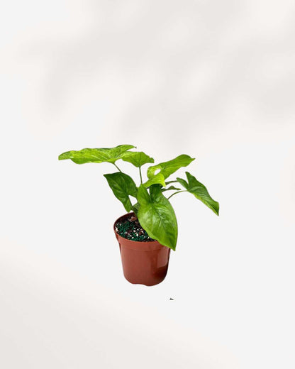 Syngonium Mojito 3.5" Pot - Small