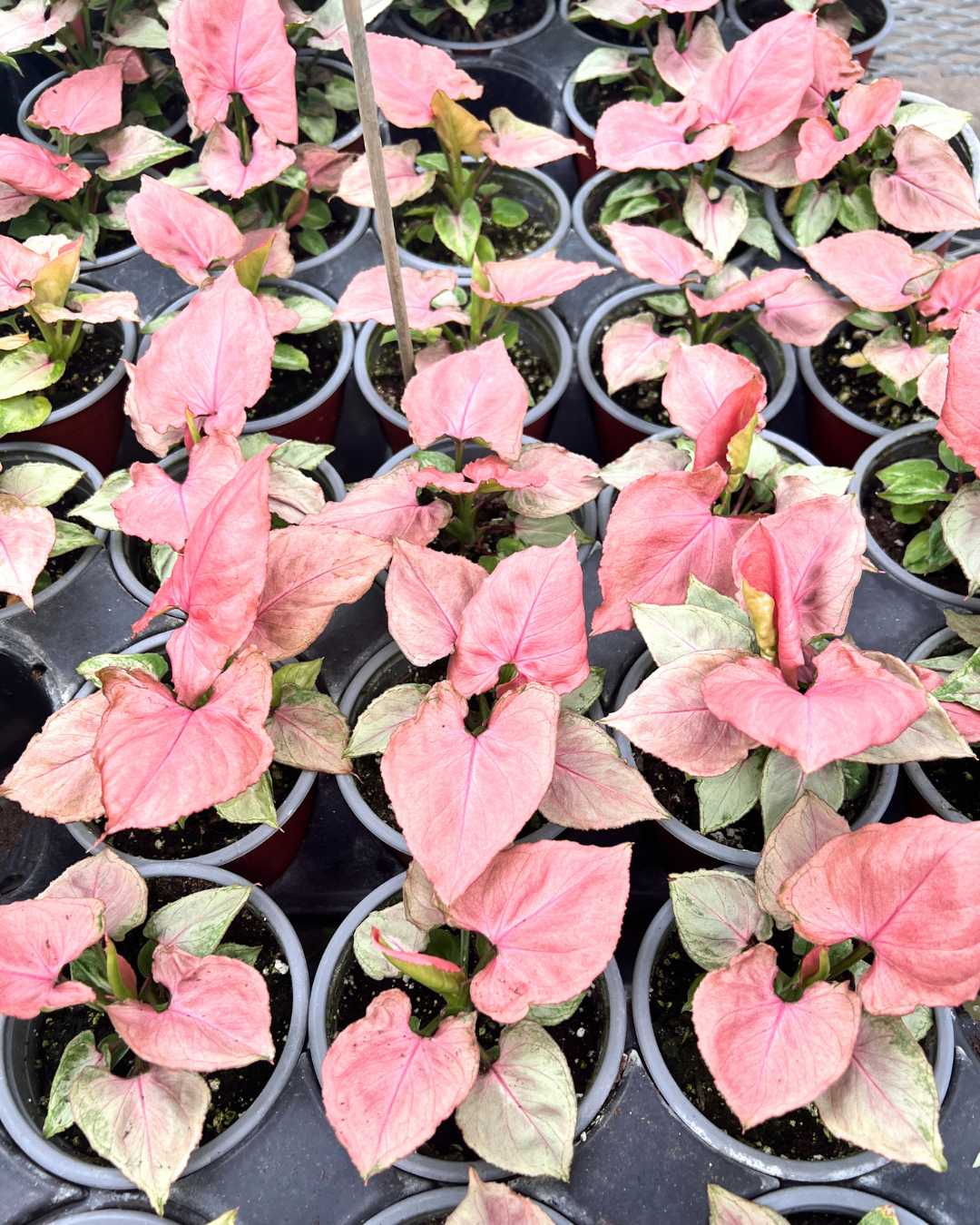 Syngonium Pink Perfection