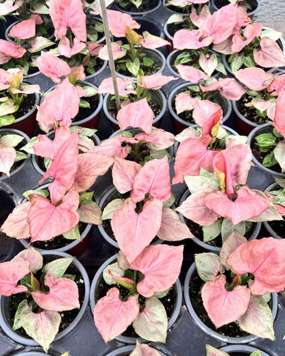 Syngonium Pink Perfection
