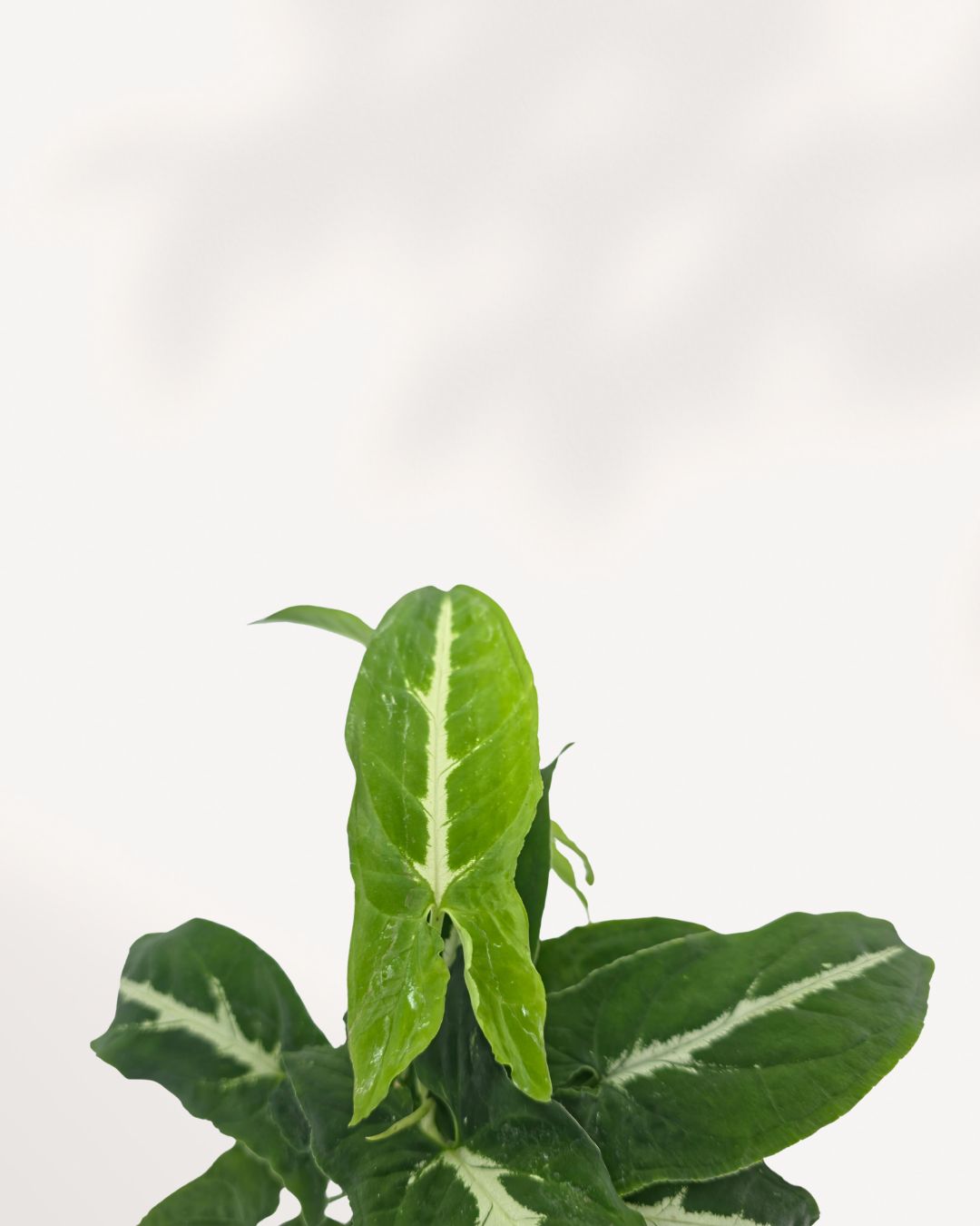 Close up of Syngonium Silver Goose leaf displaying frosted silver mint variegation, detailed leaf texture, and contrasting green margins. Rare variegated Syngonium prized by collectors for its luminous foliage and unique coloration.