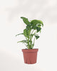 Syngonium Silver Goose plant front view in nursery pot, featuring rare silver mint variegated arrowhead leaves with deep green edges. Exotic tropical houseplant for indoor plant collections, home décor, and plant enthusiasts across Canada.