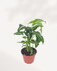 Front top view of Syngonium Silver Goose showcasing shimmering silver foliage, multi lobed arrowhead leaves, and unique metallic variegation. Rare collector plant ideal for bright indoor spaces and modern tropical interiors.