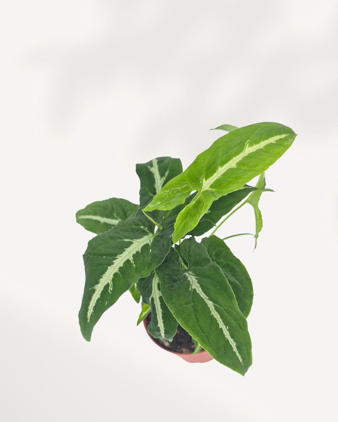 Top view of Syngonium Silver Goose revealing a dense canopy of silver variegated arrowhead leaves. Stunning tropical houseplant with elegant foliage, perfect for indoor plant styling and rare plant collections.