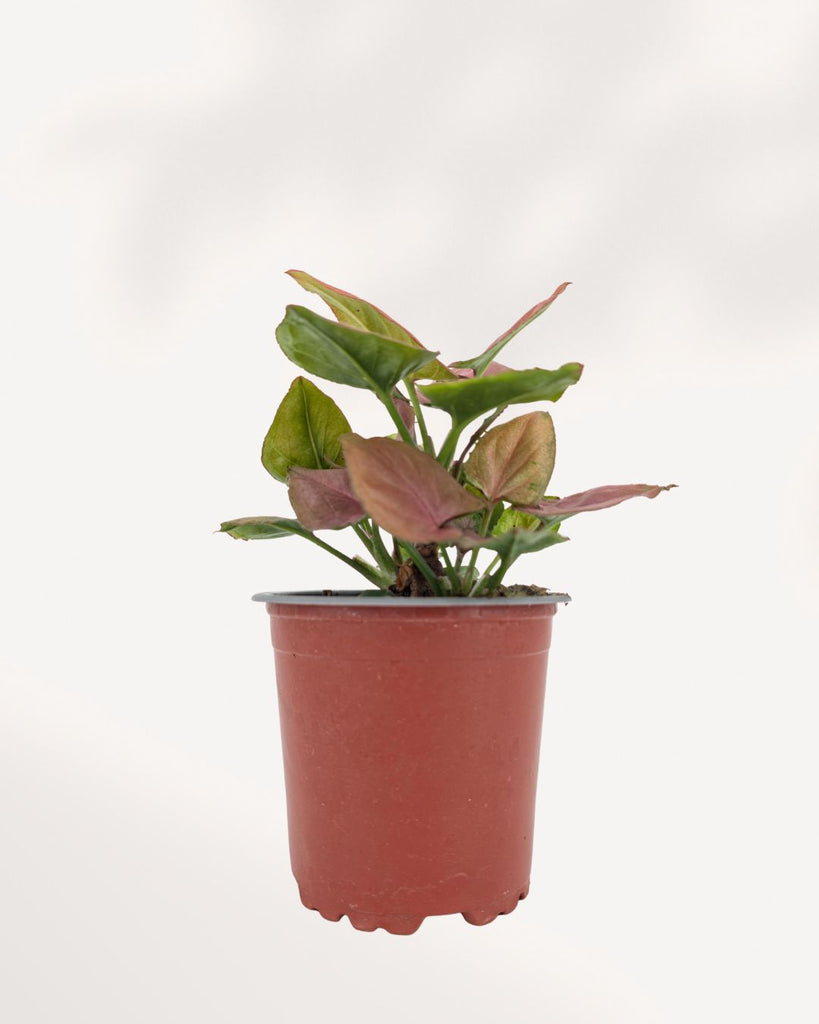 Syngonium Pink Perfection 4" Pot - Small