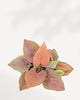 Syngonium Pink Perfection Top View 4" Pot - Small