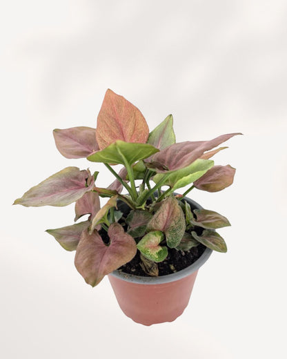 Syngonium Pink Perfection Top Front View 4" Pot - Small