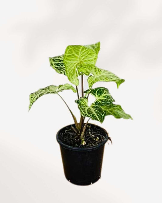 Syngonium Podophyllum Batik 4" Pot - Small