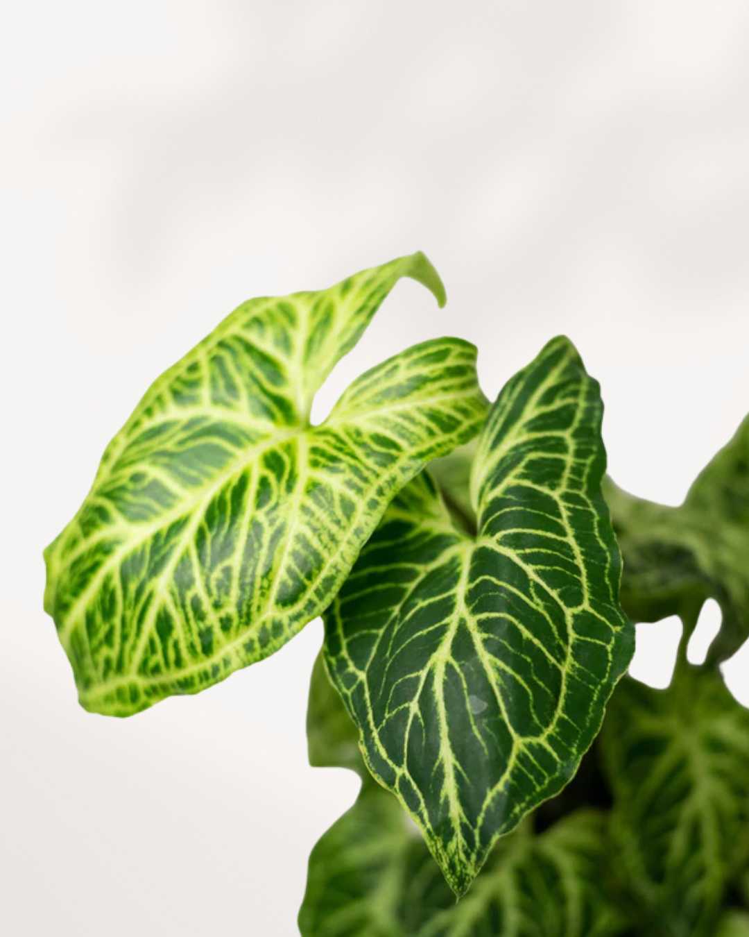 Syngonium Podophyllum Batik