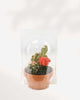 Terra Cotta Cactus Garden 5" Pot
