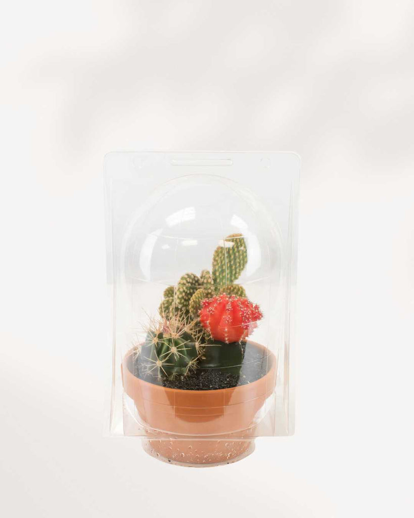 Terra Cotta Cactus Garden 5" Pot