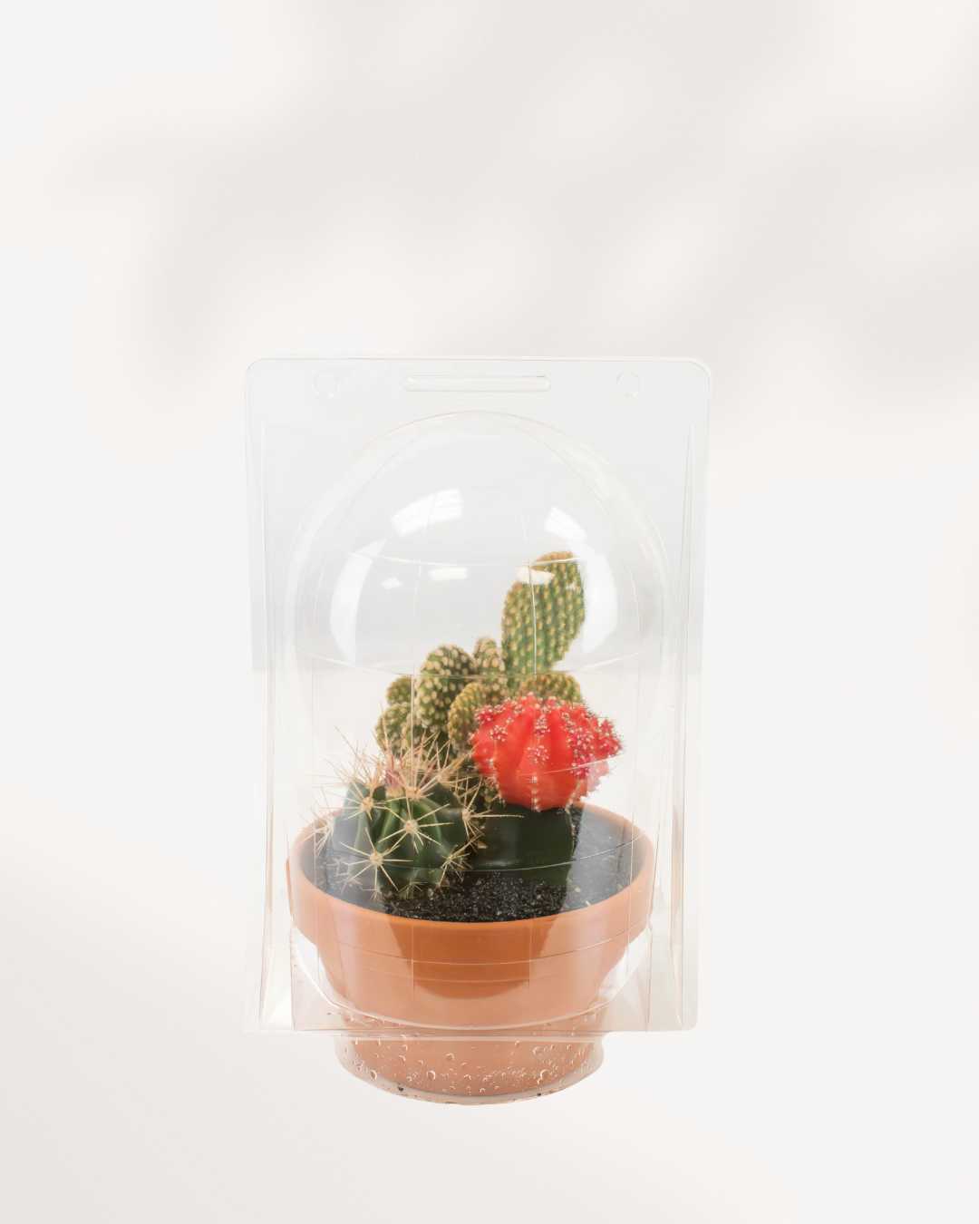 Terra Cotta Cactus Garden 5" Pot