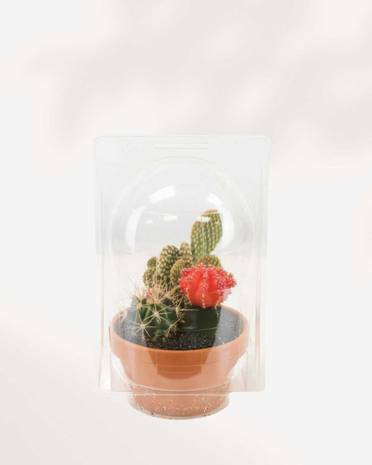 Terra Cotta Cactus Garden 5" Pot