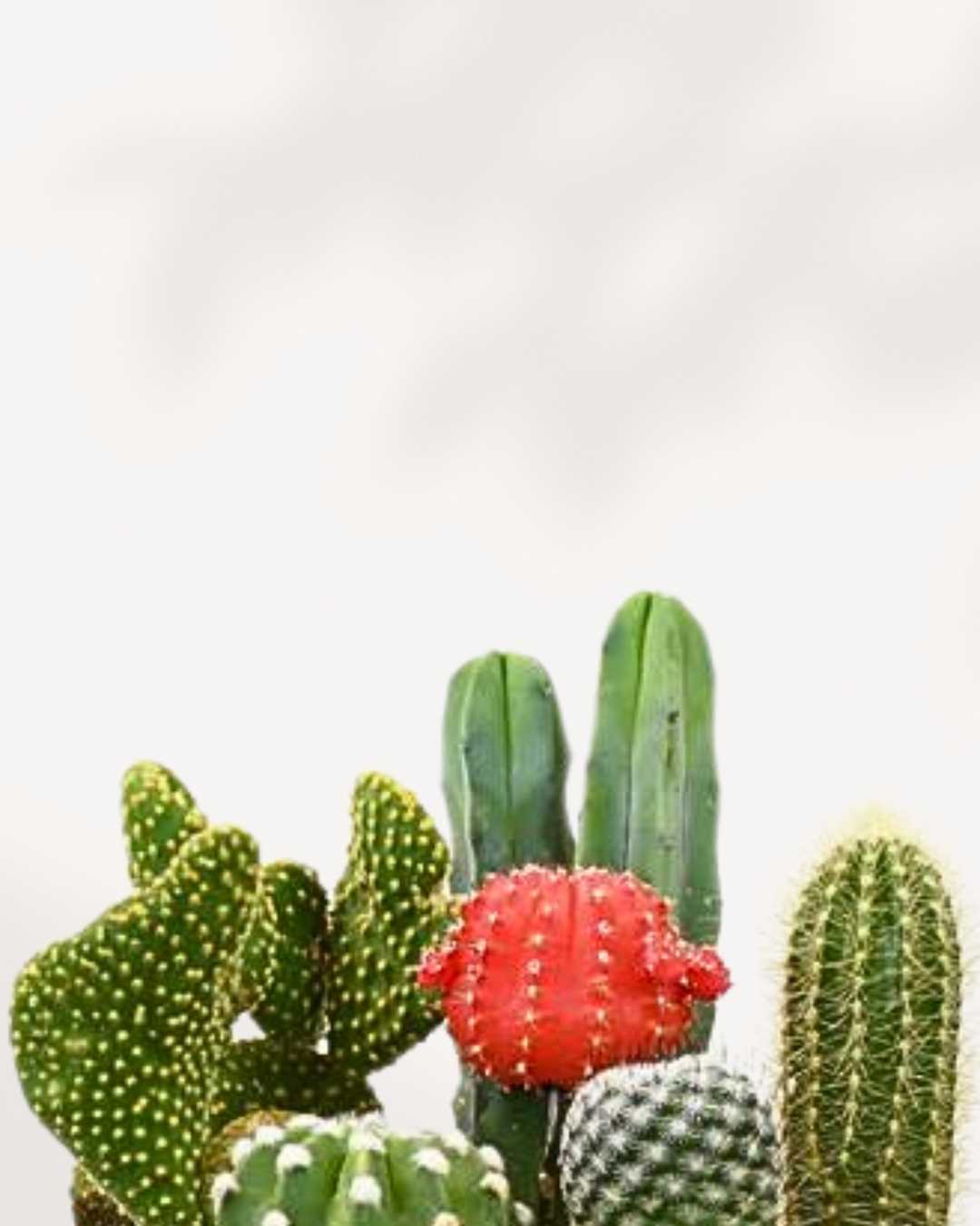 Terra Cotta Cactus Garden