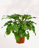 Thaumatophyllum xanadu 5" Pot - Small