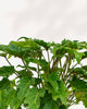 Thaumatophyllum xanadu