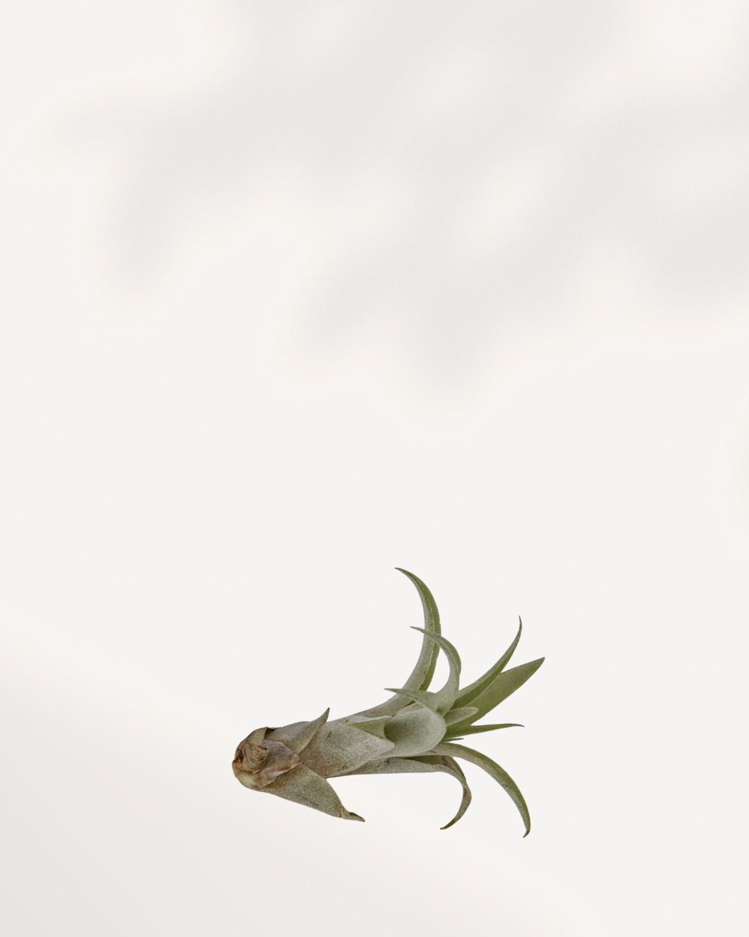 Tillandsia Capitata Peach side view showing blushing peach rosette