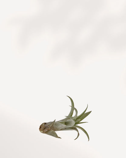 Tillandsia Capitata Peach side view showing blushing peach rosette