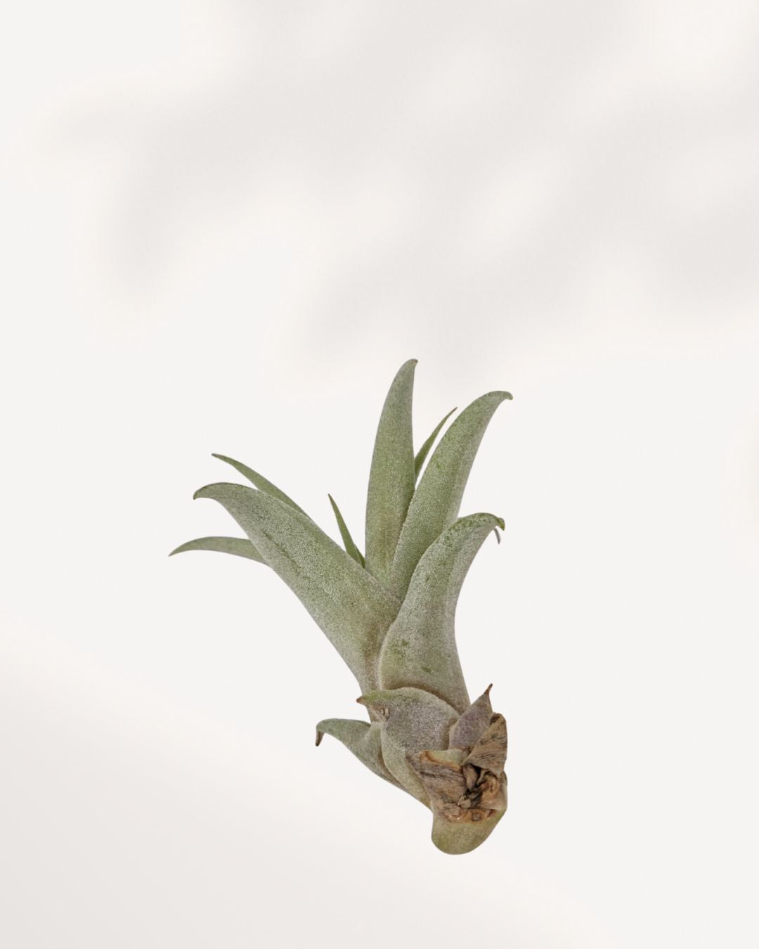 Tillandsia Capitata Peach air plant with peach and salmon hued leaves