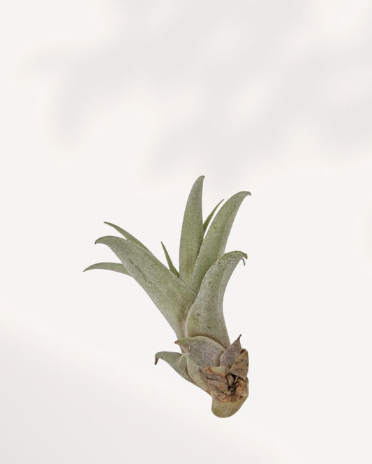Tillandsia Capitata Peach side view showing blushing peach rosette