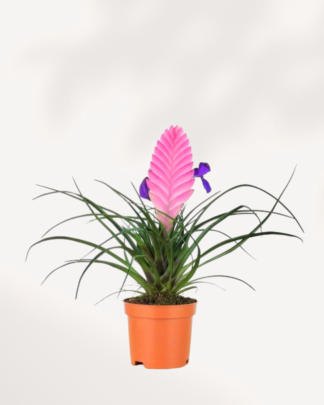 Tillandsia Cyanea 4" Pot - Small