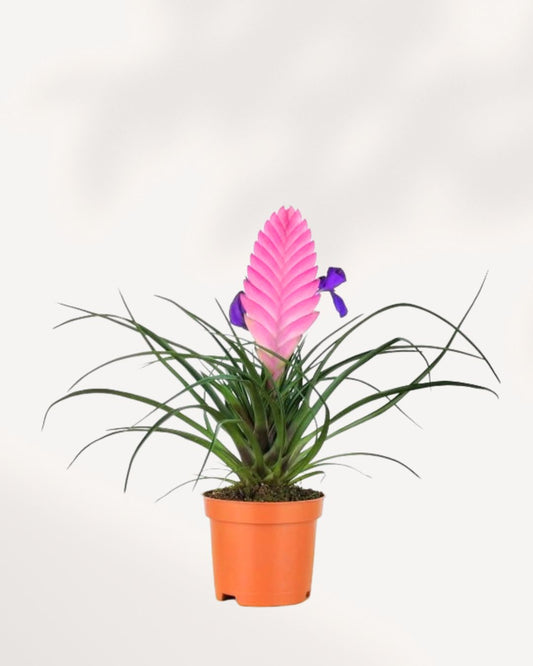 Tillandsia Cyanea 4" Pot - Small