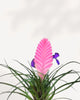 Close-up of Tillandsia Cyanea's pink quill bract and purple flowers