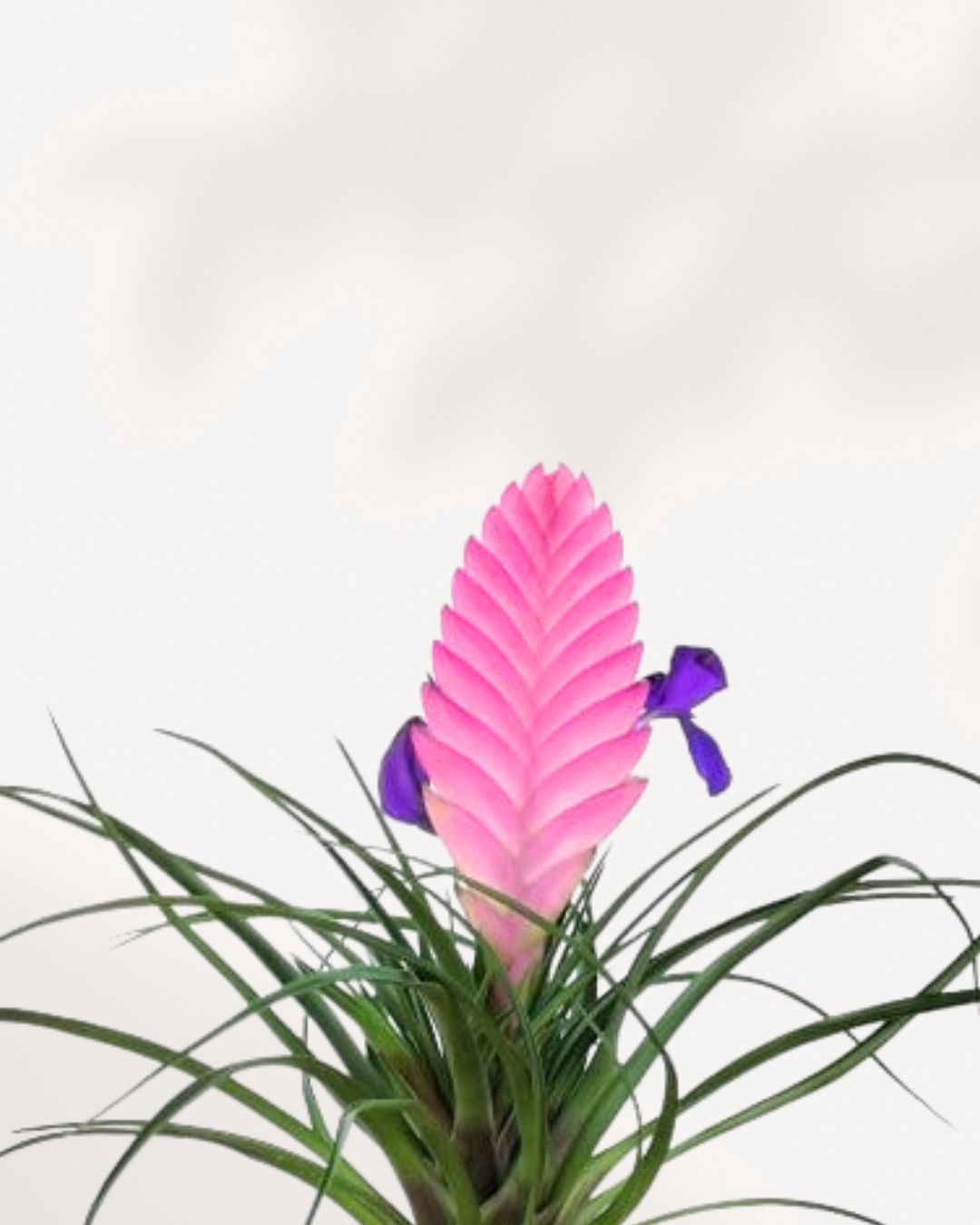Close-up of Tillandsia Cyanea's pink quill bract and purple flowers