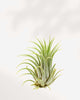 Tillandsia Ionantha air plant with compact silvery-green leaves