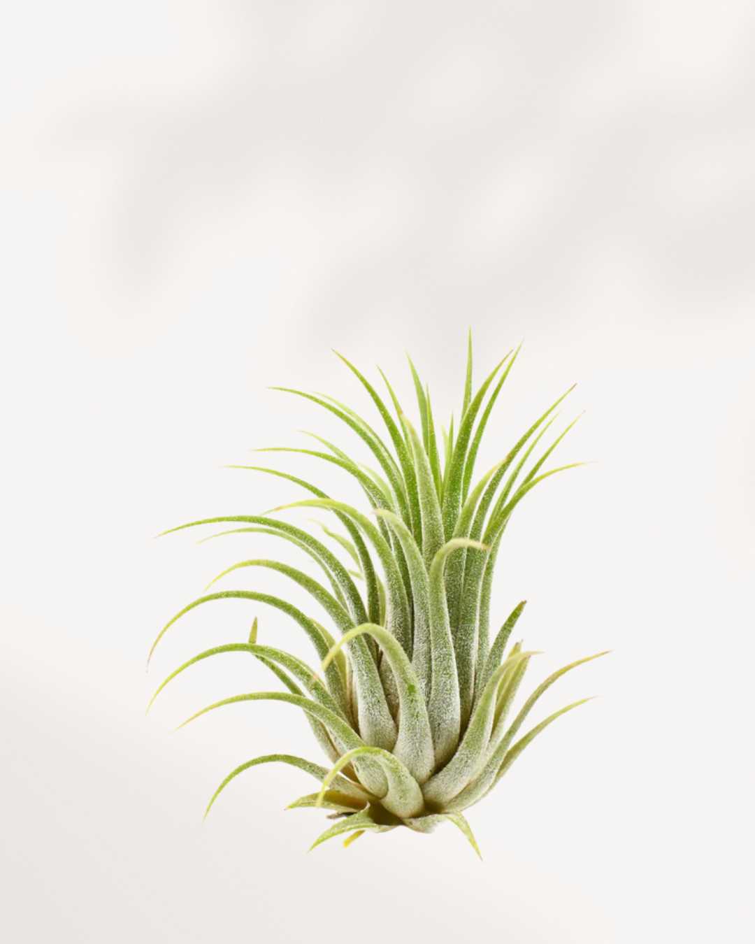 Tillandsia Ionantha air plant with compact silvery-green leaves