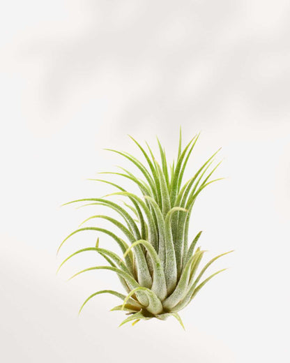 Tillandsia Ionantha air plant with compact silvery-green leaves