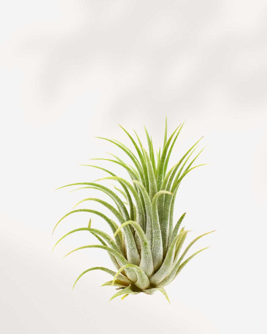 Tillandsia Ionantha air plant with compact silvery-green leaves