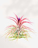 Tillandsia Ionantha blushing red during bloom