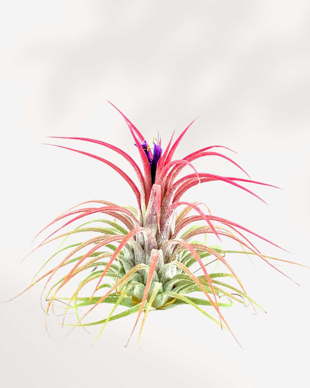 Tillandsia Ionantha blushing red during bloom