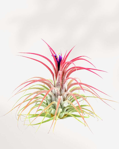 Tillandsia Ionantha blushing red during bloom
