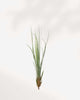 Tillandsia Juncea air plant with tall slender needle-like leaves